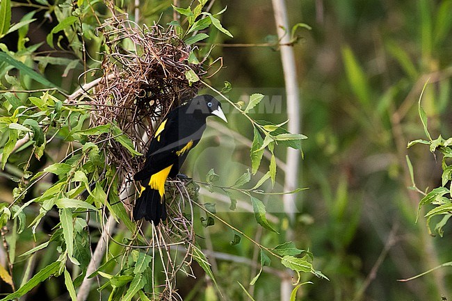 A yellow-rumped cacique, Cacicus cela, at the nest. Pantanal, Mato Grosso, Brazil stock-image by Agami/Sergio Pitamitz,