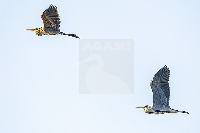  stock-image by Agami/Menno van Duijn,