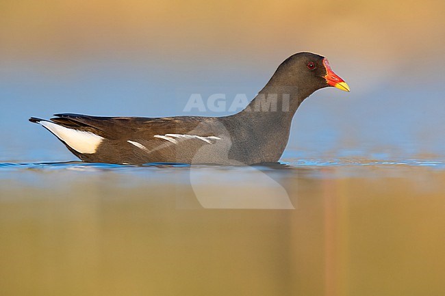 Common Moorhen (Gallinula chloropus), side view of an adult in the water, Campania, Italy stock-image by Agami/Saverio Gatto,
