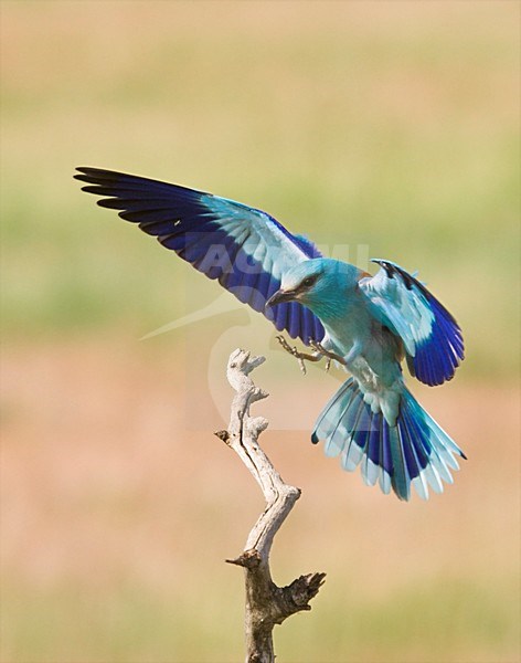 Scharrelaar landt op tak; European Roller landing on perch stock-image by Agami/Marc Guyt,
