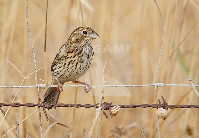 Grauwe Gors zittend op prikkeldraad; Corn Bunting perched on barbed wire stock-image by Agami/Markus Varesvuo,