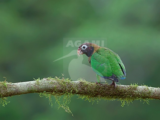 Brown-hooded Parrot (Pyrilia haematotis) perched on a branch. stock-image by Agami/Alex Vargas,