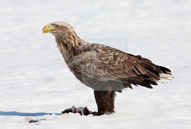 Zeearend adult zittend in sneeuw met prooi; White-tailed Eagle adult perched in snow with prey stock-image by Agami/Markus Varesvuo,