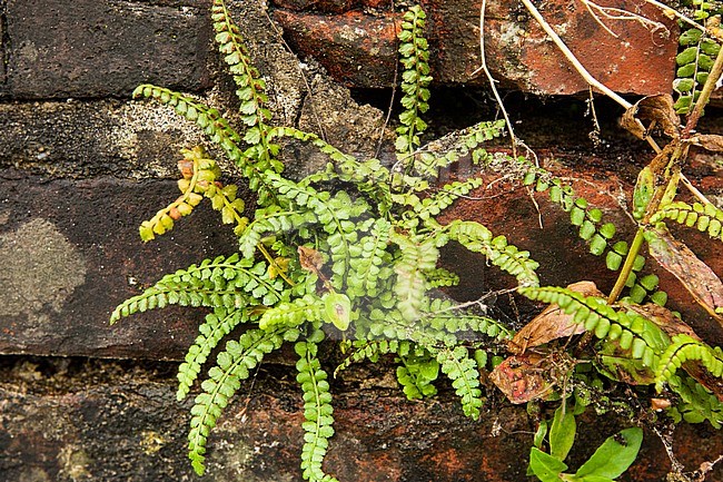 Groensteel, Green Spleenwort, Asplenium viride stock-image by Agami/Wil Leurs,