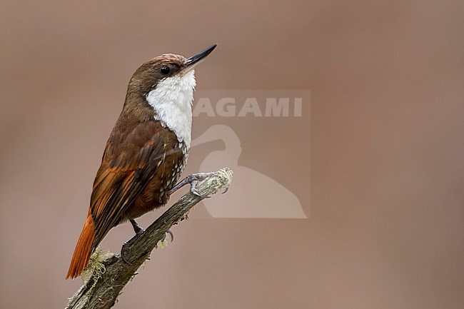 White-throated Treerunner (Pygarrhichas albogularis) Perched on a branch in Argentina stock-image by Agami/Dubi Shapiro,
