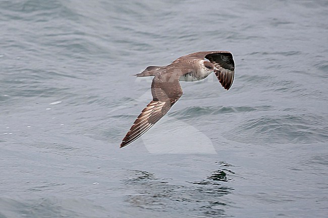 Third calendar year Parasitic Jaeger (Stercorarius parasiticus) in flight. stock-image by Agami/Mathias Putze,