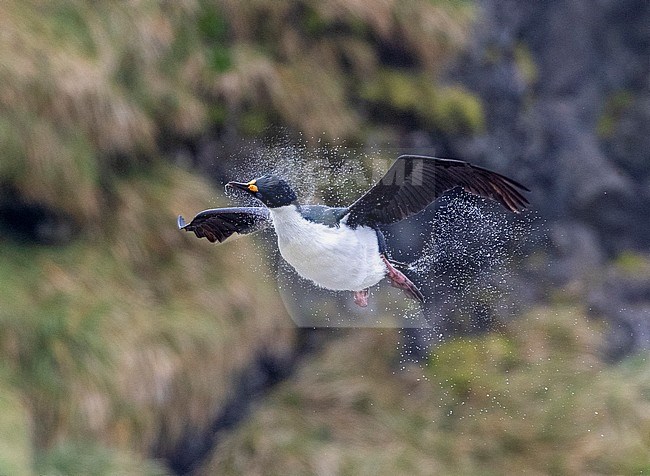 Macquarie Shag (Leucocarbo purpurascens) on Macquarie island, Australia. Shaking water from its feathers in mid air. stock-image by Agami/Marc Guyt,