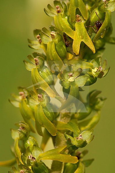 Bloeiende Grote keverorchis Duitsland, Flowering Common Twayblade Germany stock-image by Agami/Wil Leurs,