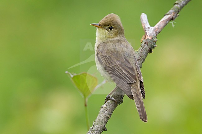Orpheusspotvogel, Melodious Warbler stock-image by Agami/Daniele Occhiato,