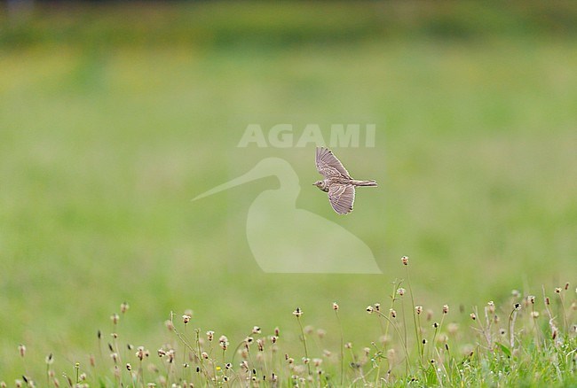 Adult Eurasian Skylark (Alauda arvensis) flying above natural grassland against a green background in sideview showing upperside stock-image by Agami/Ran Schols,