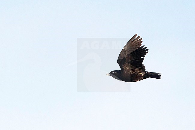 Adult male Black Lark (Melanocorypha yeltoniensis) in flight over steppes of Kazachstan. stock-image by Agami/David Monticelli,