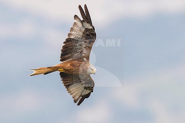 Red Kite (Milvus milvus), immature in flight seen from below, Basilicata, Italy stock-image by Agami/Saverio Gatto,