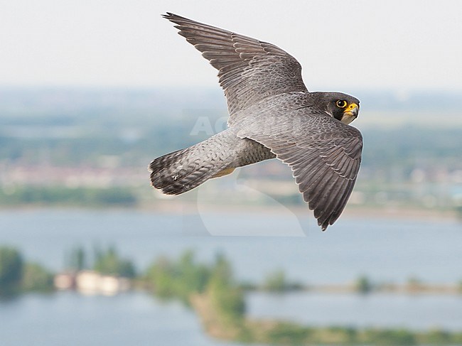 Slechtvalk in vlucht boven stad, Peregrine Falcon in flight above city stock-image by Agami/Wil Leurs,