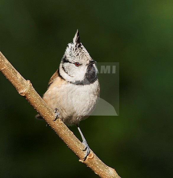 Crested Tit - Haubenmeise - Lophophanes cristatus ssp. cristatus, Germany, adult stock-image by Agami/Ralph Martin,