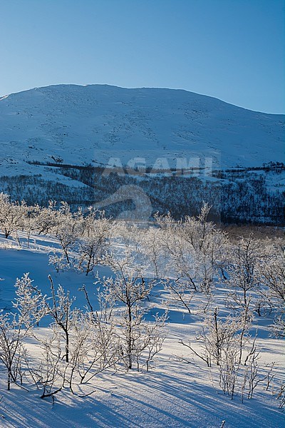 Frozen landscape near Kiruna, Sweden. Sweden. stock-image by Agami/Sergio Pitamitz,