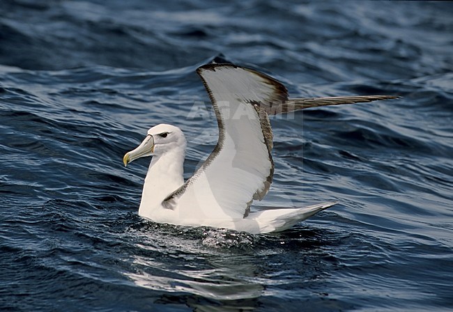 Shy Albatross swimming in sea; Witkapalbatros zwemmend in zee stock-image by Agami/Roy de Haas,