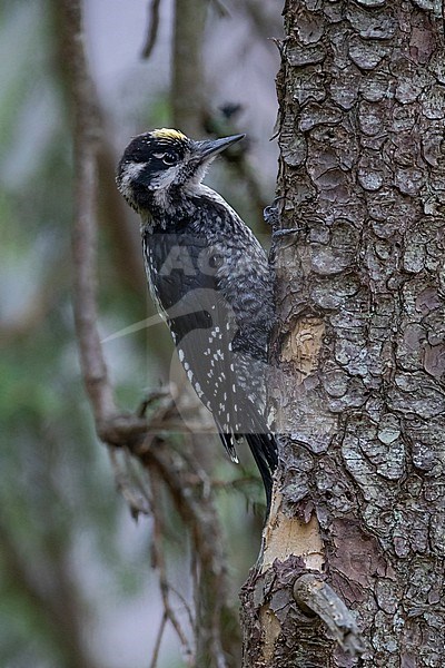 An adult male Eurasian three-toed woodpecker (Picoides tridactylus) at the trunk of an Common Spruce  stock-image by Agami/Mathias Putze,