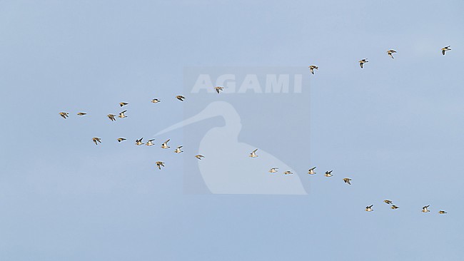 flock of european golden plover (pluvialis apricaria) in flight during autumn migration in arrow formation, found at Fehmarn at the Baltic Sea in Germany stock-image by Agami/Mathias Putze,