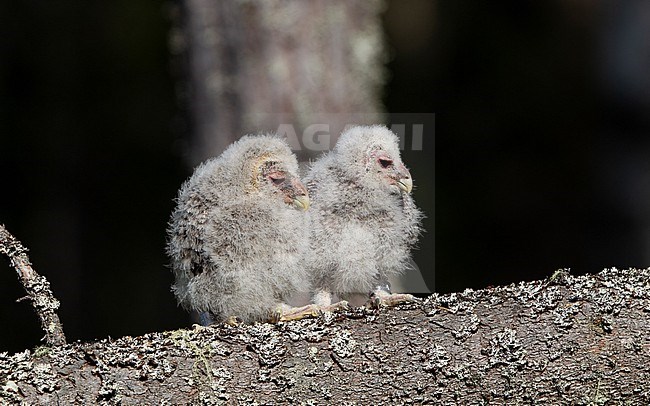 Ural Owl (Strix uralensis liturata) two chicks perched on a branch waiting to be ringed at Västmanland, Sverige stock-image by Agami/Helge Sorensen,