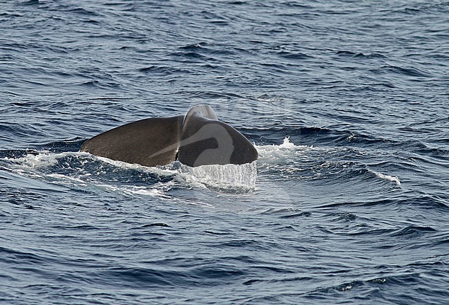 Sperm Whale (Physeter macrocephalus) stock-image by Agami/Pete Morris,
