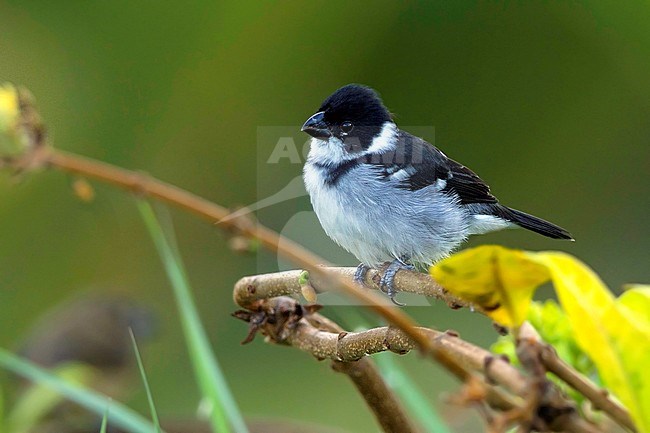 Wing-barred Seedeater (Sporophila americana) male perched stock-image by Agami/Dubi Shapiro,