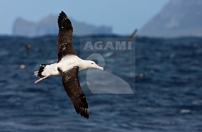 Tristanalbatros in vlucht voor Gough; Tristan Albatross in flight in front of Gough Island stock-image by Agami/Marc Guyt,
