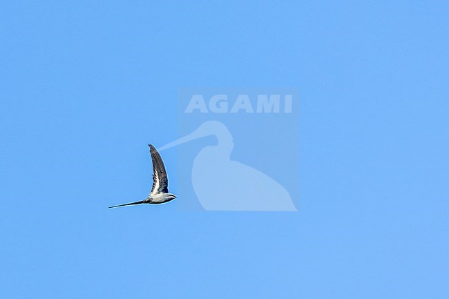Moustached Treeswift (Hemiprocne mystacea) in the Solomon Islands. stock-image by Agami/Marc Guyt,