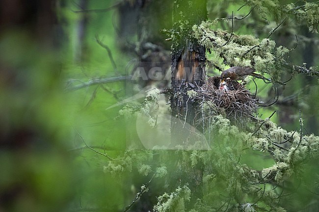 Adult female Red-throated Thrush (Turdus ruficollis) in breeding area near lake Baikal in Russia. At her nest with, feeding the chicks. stock-image by Agami/Ralph Martin,