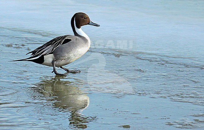 Northern Pintail (Anas acuta), adult male standing on ice, seen from the side. stock-image by Agami/Fred Visscher,
