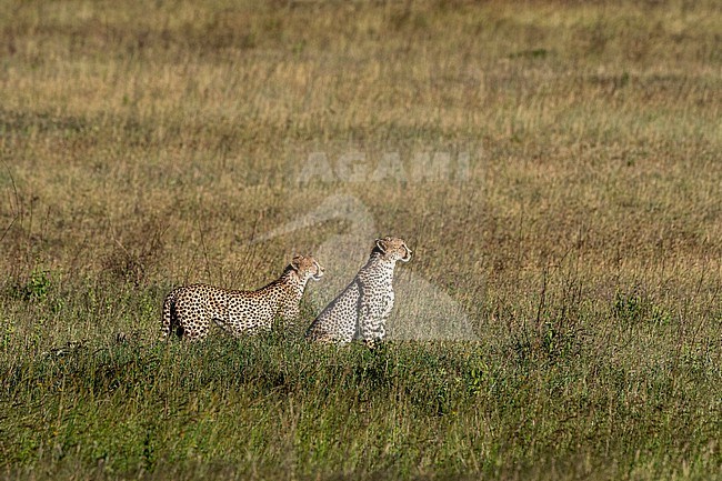 Two cheetahs, Acynonix jubatus, looking a prey from the distance. Seronera, Serengeti National Park, Tanzania stock-image by Agami/Sergio Pitamitz,