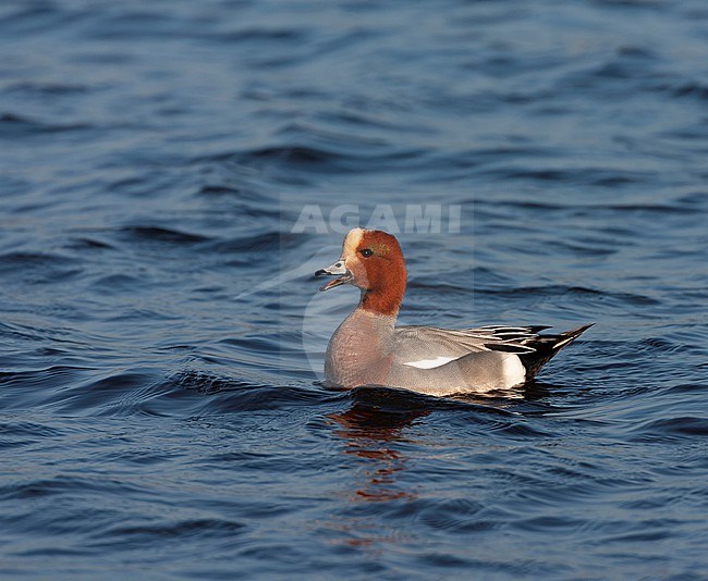 Eurasian Wigeon (Anas penelope) wintering in the Netherlands. Calling male. stock-image by Agami/Marc Guyt,