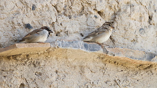 Huismus, House Sparrow, Passer domesticus ssp. hufufae, adult male and female, Oman stock-image by Agami/Ralph Martin,