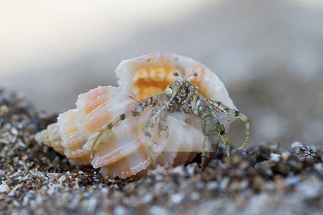 Hermit Crab - Einsiedlerkrebs - Paguroidea, Oman stock-image by Agami/Ralph Martin,