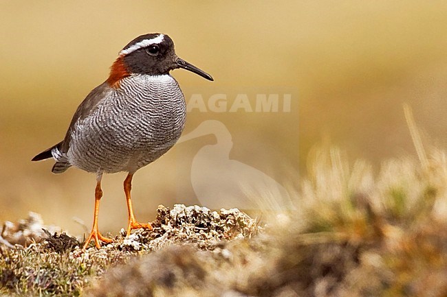 Diadeemplevier, Diademed Sandpiper-Plover stock-image by Agami/Dubi Shapiro,