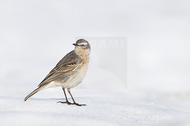 Water Pipit - Bergpieper - Anthus spinoletta ssp. spinoletta, Germany, adult stock-image by Agami/Ralph Martin,
