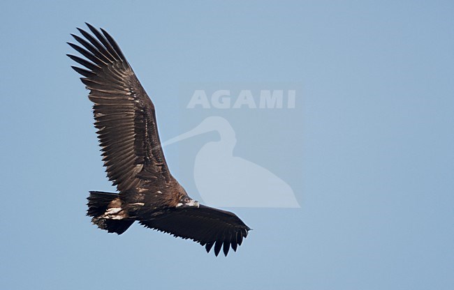 Monniksgier in de vlucht; Cinereous Vulture in flight stock-image by Agami/Markus Varesvuo,