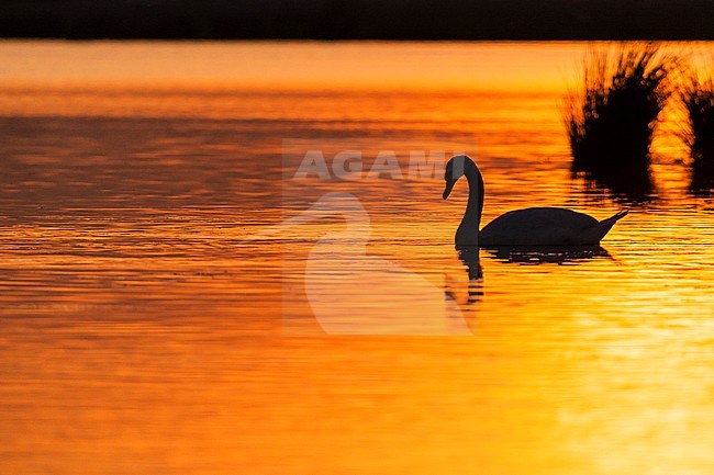 Mute Swan (Cygnus olor) swimming at sunset in spring stock-image by Agami/Caroline Piek,