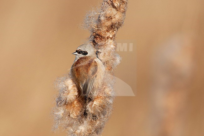 Penduline Tit (Remiz pendulinus) wintering in the Gelderse Poort near Nijmegen in the Netherlands. stock-image by Agami/Harvey van Diek,