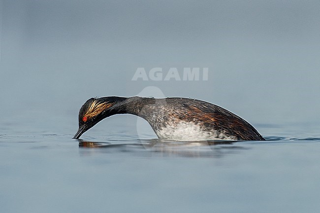 Black-necked Grebe adult summerplumage swimming, Geoorde Fuut volwassen zomerkleed zwemmend stock-image by Agami/Alain Ghignone,
