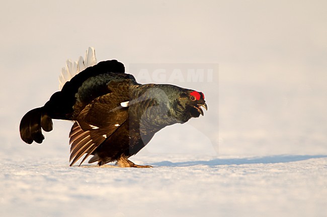 Baltsend mannetje Korhoen in de sneeuw, Males Black grouse displaying in the snow stock-image by Agami/Danny Green,