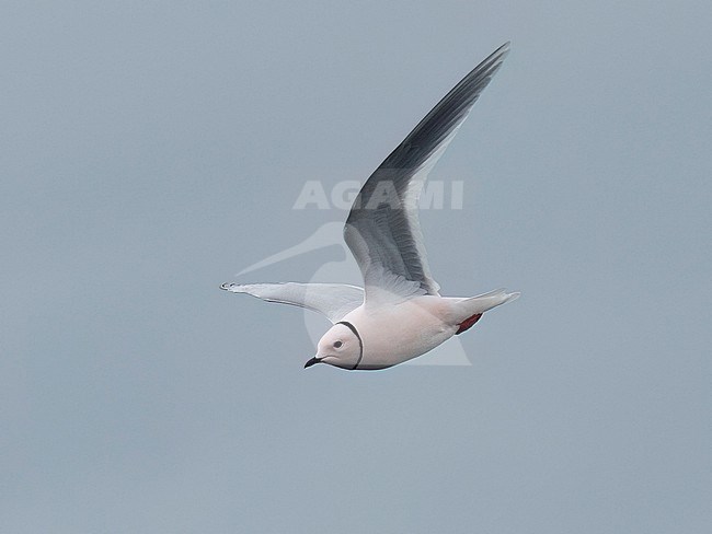 Side view of an adult male Ross's Gull (Rhodostethia rosea) in flight. Showing wings from below; stock-image by Agami/Markku Rantala,