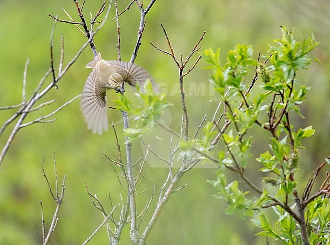 Arctic Warbler (Phylloscopus borealis) taking off from a small tree in Alaska, USA> stock-image by Agami/Dani Lopez-Velasco,