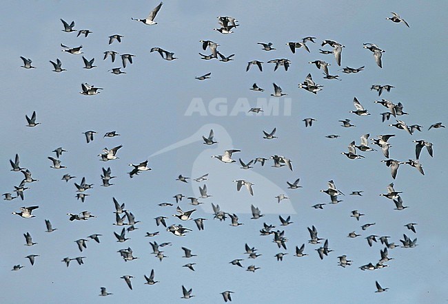 Barnacle Goose, Branta leucopsis group in flight, flying in all directions, seen from the side. stock-image by Agami/Fred Visscher,