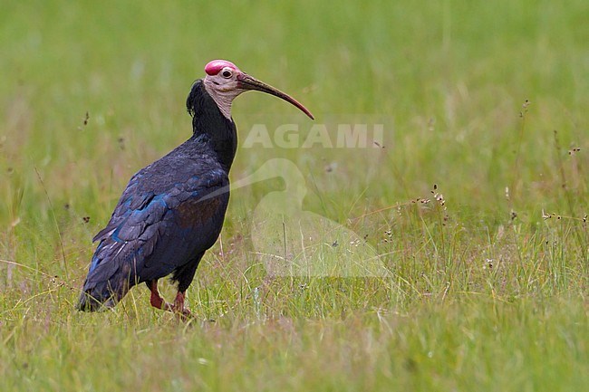 Southern Bald Ibis (Geronticus calvus) stock-image by Agami/Dubi Shapiro,