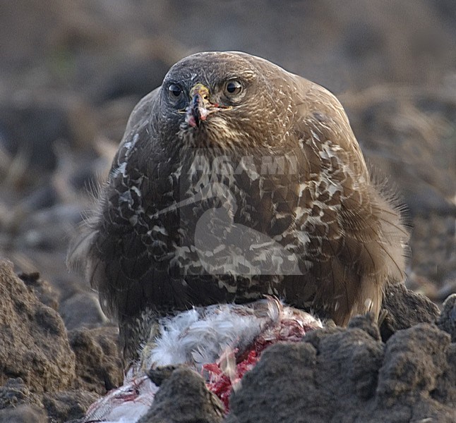 Common Buzzard perched on prey; Buizerd zittend op prooi stock-image by Agami/Hans Gebuis,