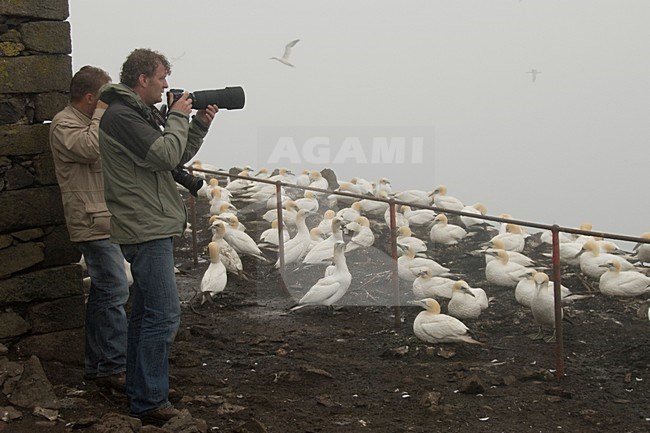 Vogelfotograaf bij kolonie Jan van Genten; Birdphotographer at gannetry stock-image by Agami/Han Bouwmeester,