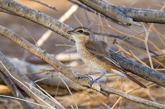 1st winter Turkestan Shrike perched on a bush in Kuwait. January 2011. stock-image by Agami/Vincent Legrand,