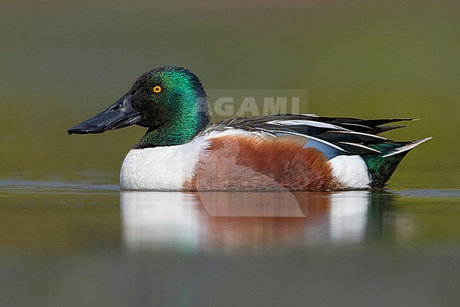 Northern Shoveler (Anas clypeata), side view of an adult male swimming in a marsh, Campania, Italy stock-image by Agami/Saverio Gatto,