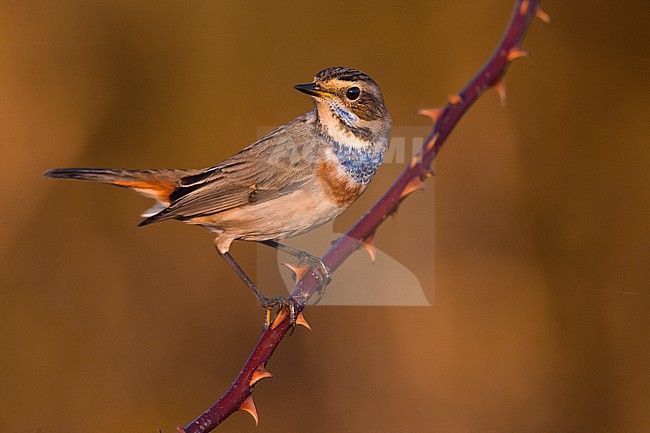 Bluethroat, Luscinia svecica, during autumn migration in Italy. stock-image by Agami/Daniele Occhiato,