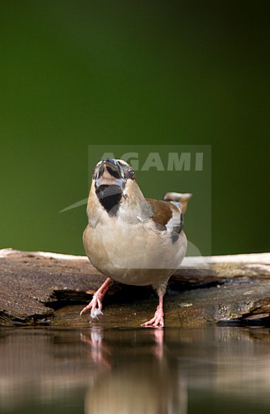 Appelvink bij drinkplaats; Hawfinch at drinking site stock-image by Agami/Marc Guyt,